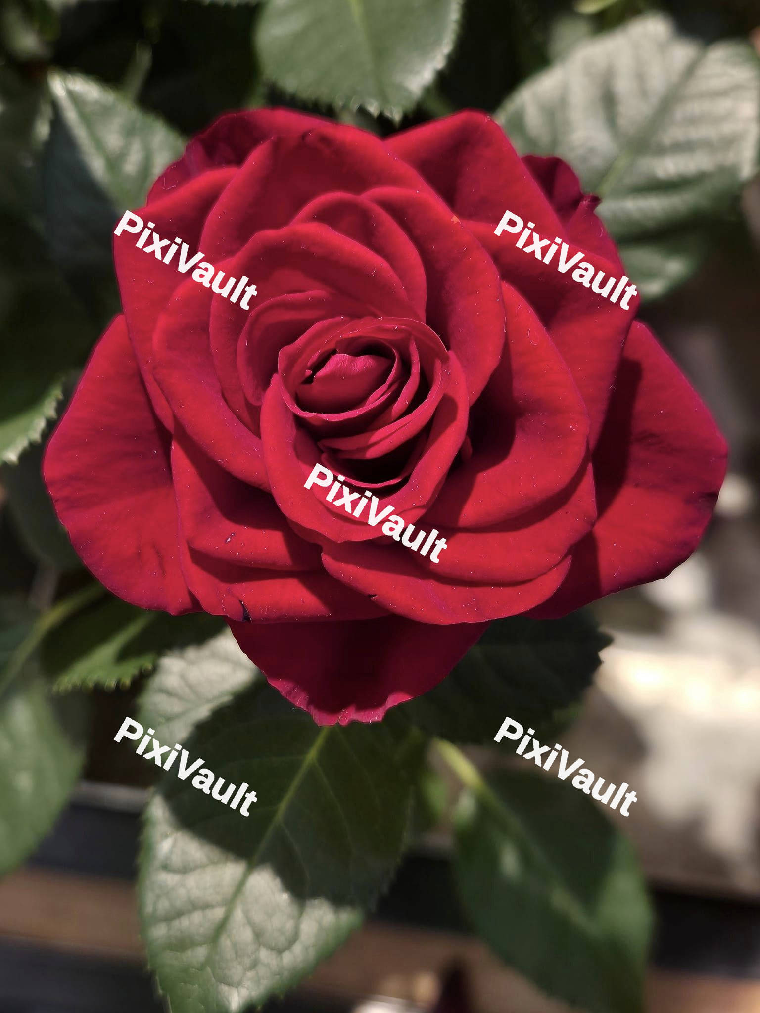 Red Rose